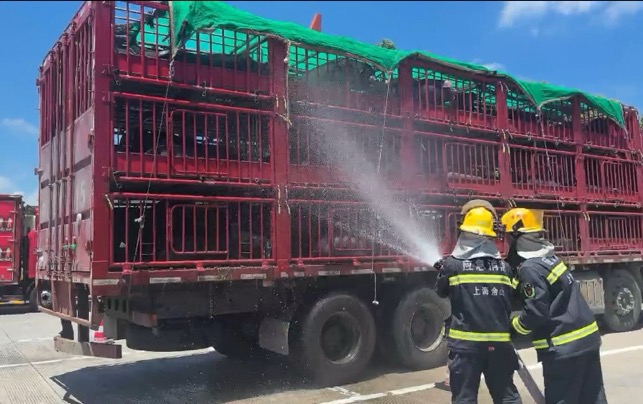 120头黑毛猪在高速上中暑口吐白沫，上海消防用水枪洒水降温