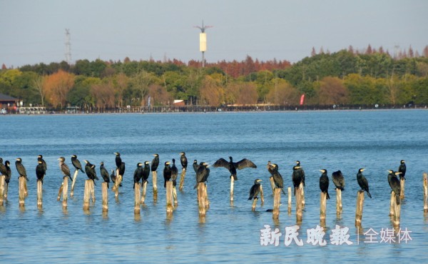 大批迁徙鸬鹚歇冬西沙明珠湖