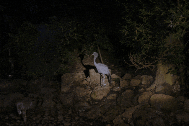 上海动物园推出“夜游”和“夕阳游”两条路线