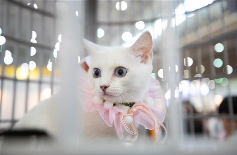 #(服务)(1)宠物展受热捧 宠物经济造商机