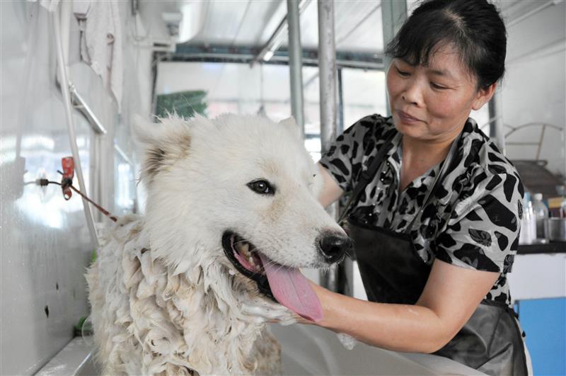 (服务专线)(2)宠物美容度夏日