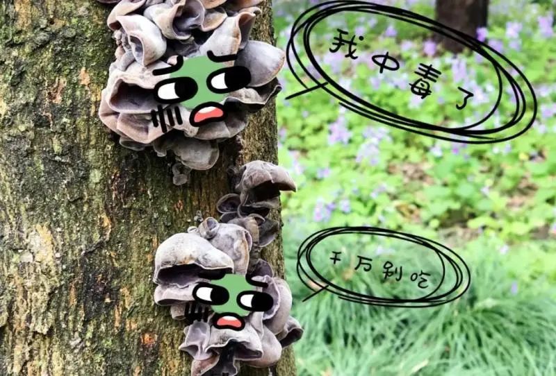 正文图片