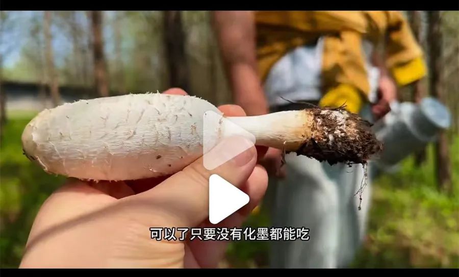 正文图片