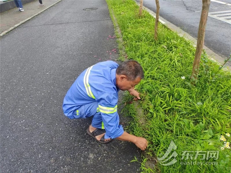 气候湿润马路长青苔 浦东展开专项举措拔除路面“绿衣”