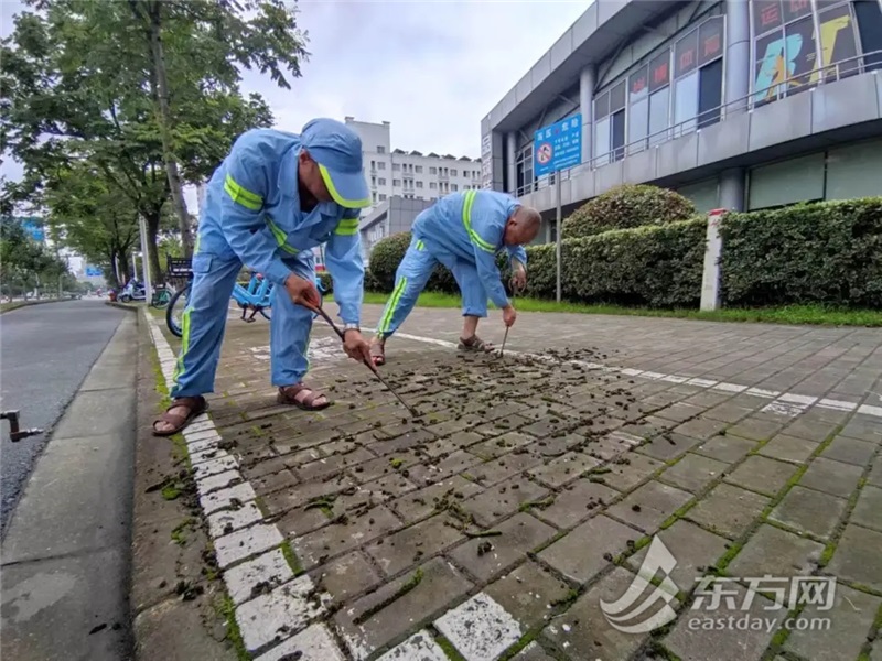 气候湿润马路长青苔 浦东展开专项举措拔除路面“绿衣”