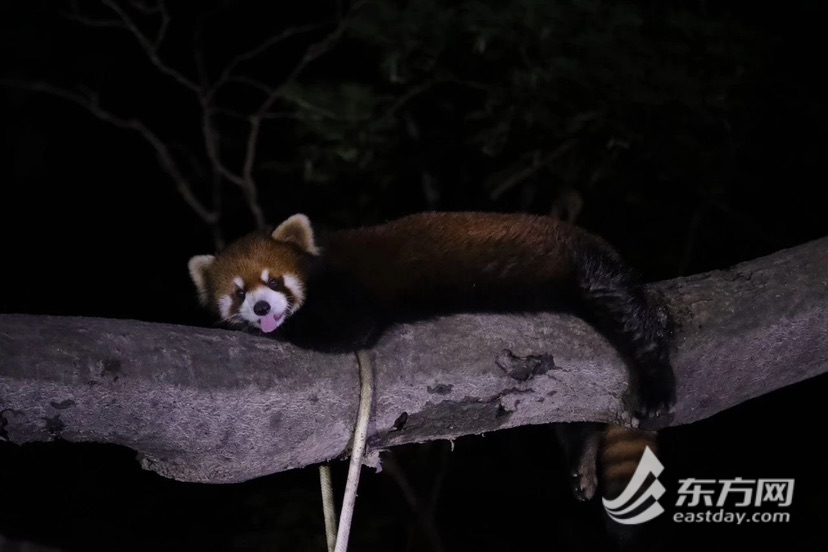 乏味又风凉！沪上公园开启夜游模式，入夜了另有上千人不肯走｜夏令存眷