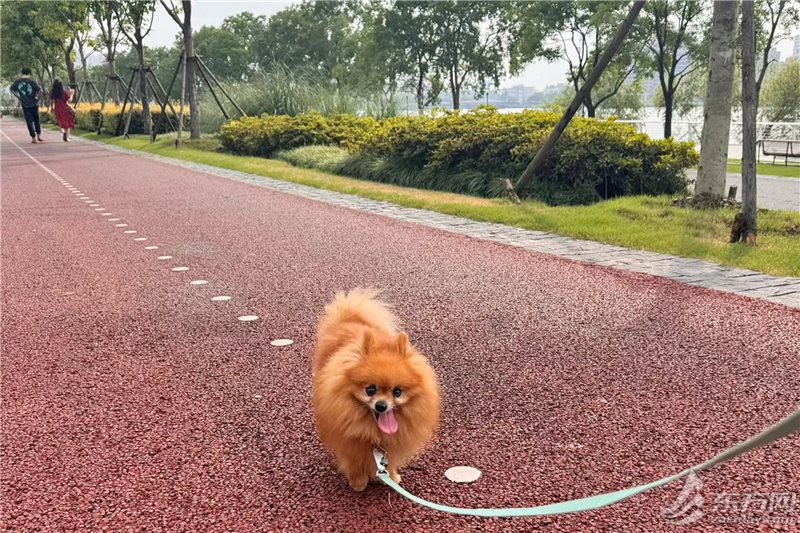 浦东滨江也能遛狗了！前滩、后滩开放宠物友爱区域，这些处所还能滑板轮滑