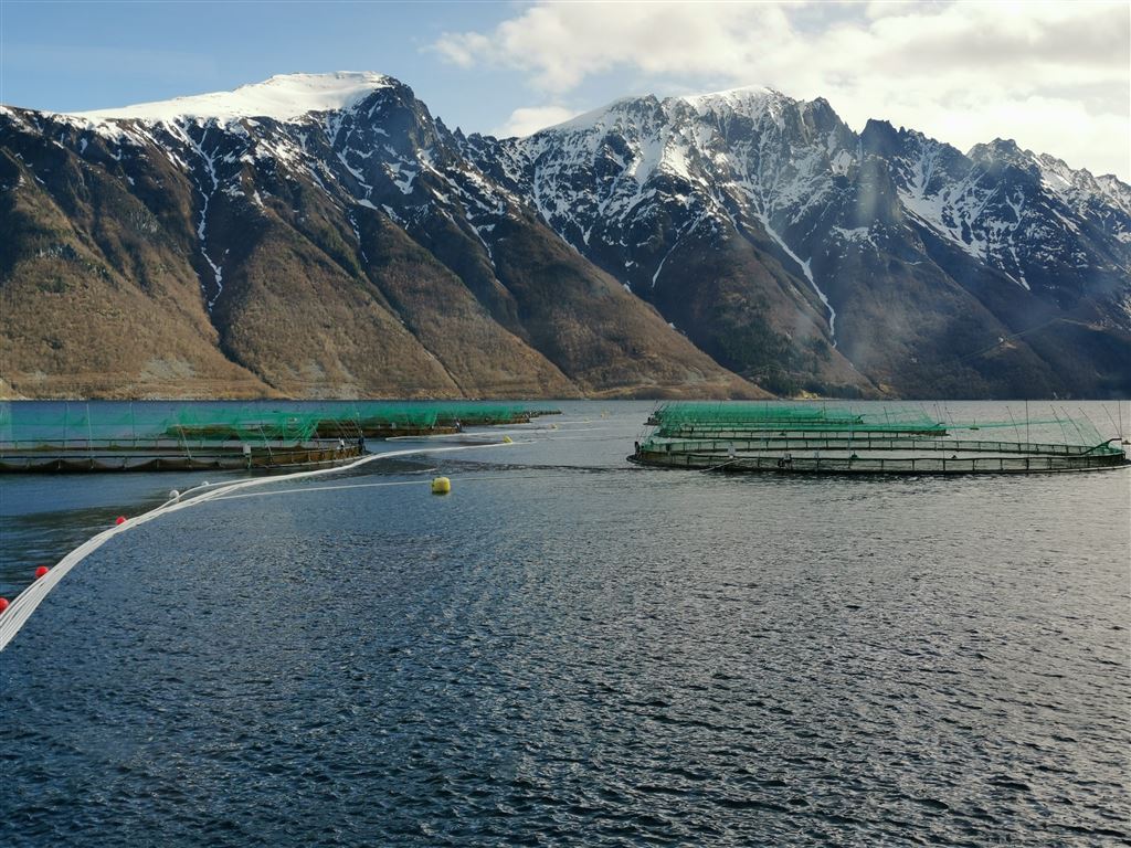 位于挪威的盒马三文鱼养殖基地