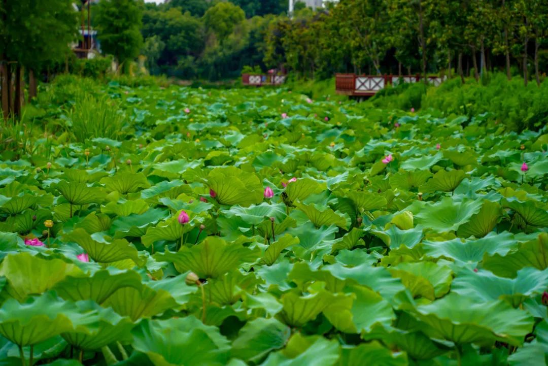 上海一周区情：烈日似火点亮夏季缤纷盛景 申城夜游同享亲子夸姣韶光