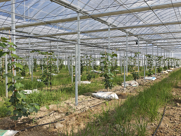 施泉葡萄扎根宝山  墟落振兴走出甜美新路