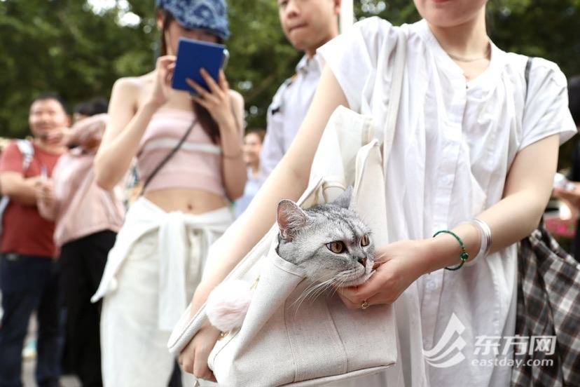 上海博物馆奇“喵”夜首度退场，200只社牛猫艳服缺席