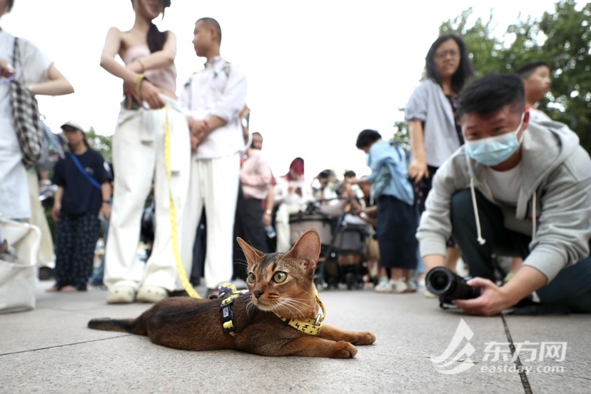 上海博物馆奇“喵”夜首度退场，200只社牛猫艳服缺席