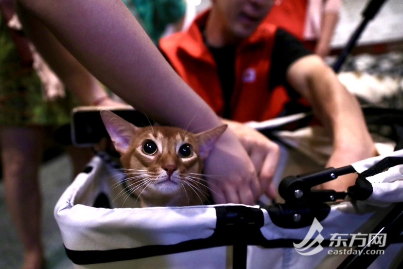 上海博物馆奇“喵”夜首度退场，200只社牛猫艳服缺席