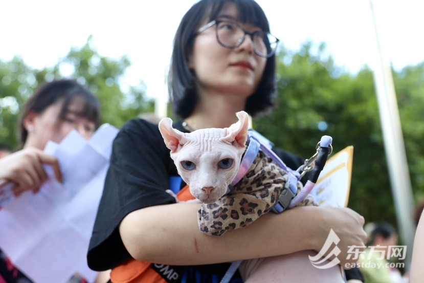 上海博物馆奇“喵”夜首度退场，200只社牛猫艳服缺席