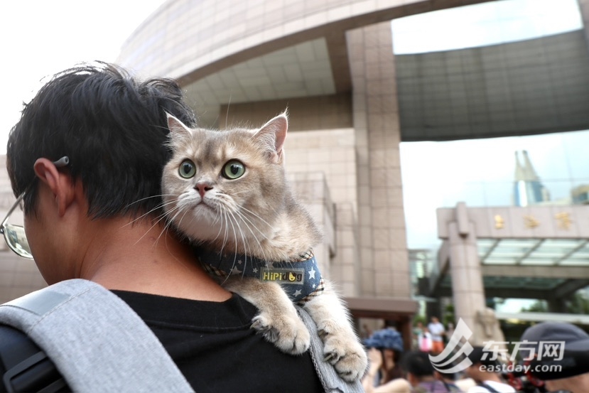 上海博物馆奇“喵”夜首度退场，200只社牛猫艳服缺席