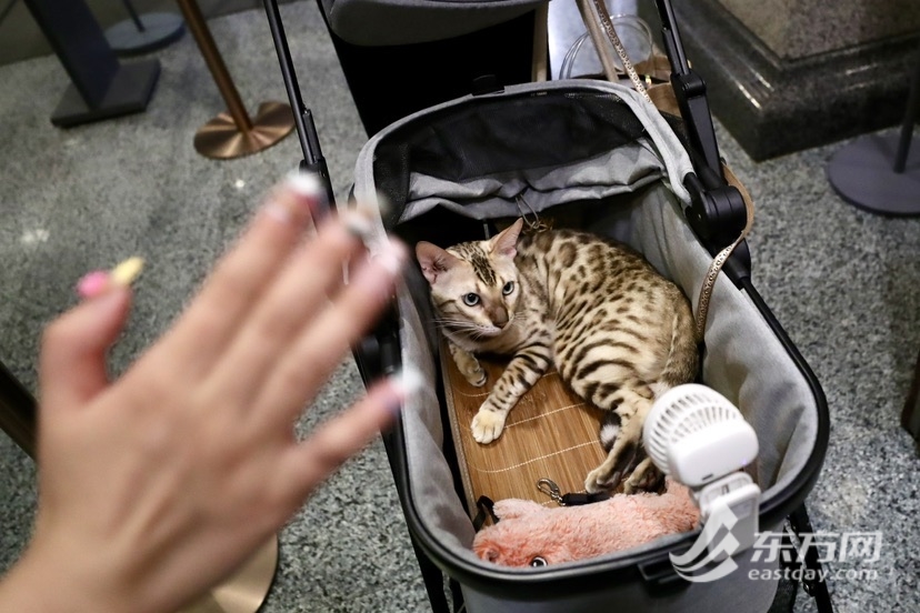 上海博物馆奇“喵”夜首度退场，200只社牛猫艳服缺席