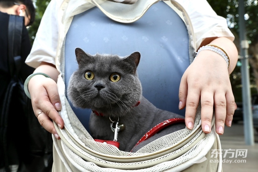 上海博物馆奇“喵”夜首度退场，200只社牛猫艳服缺席