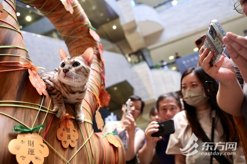 上海博物馆奇“喵”夜首度退场，200只社牛猫艳服缺席