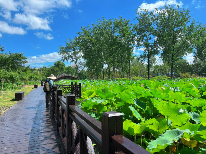 上海一周区情：奥运高潮囊括申城掀起静止风 夏季里的“绿色盛宴”绘出别样美景