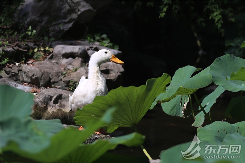 40℃，上海再发低温赤色预警！骄阳当头惟有这里风凉