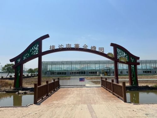 绘就乡村振兴新图景——横沙乡创新思路，发展特色产业5.jpg