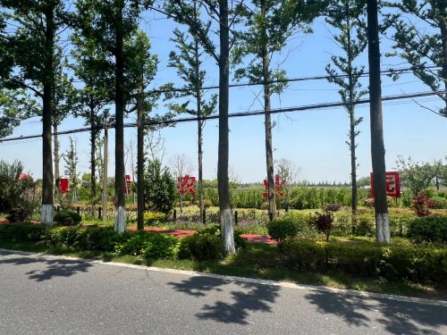 绘就乡村振兴新图景——横沙乡创新思路，发展特色产业4.jpg