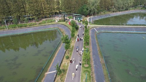 绘就乡村振兴新图景——横沙乡创新思路，发展特色产业10.jpg