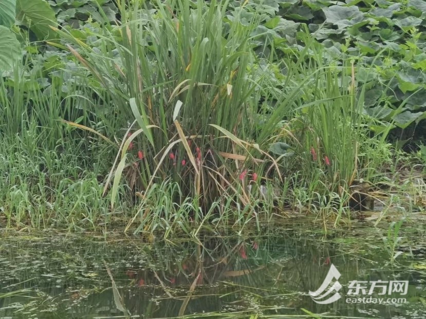 图说:记者划行中看到的粉色福寿螺卵。 陈丽娜 摄