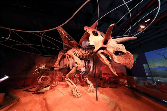 WDCM上传图片 WDCM上传图片