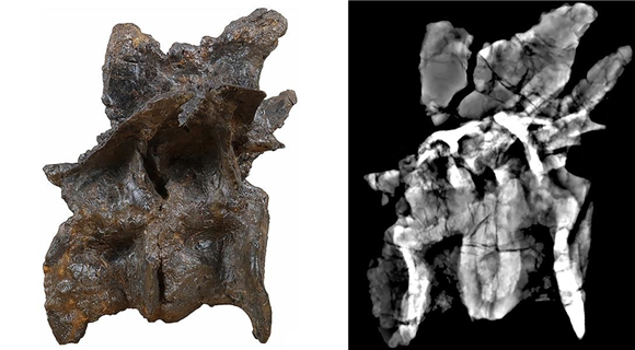 WDCM上传图片 WDCM上传图片
