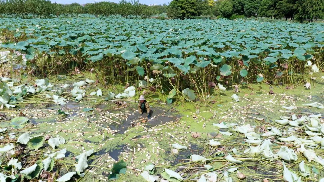 上海一周区情：足不出“沪”约你放肆往“野” 硕果飘香捕获“丰”光刹时