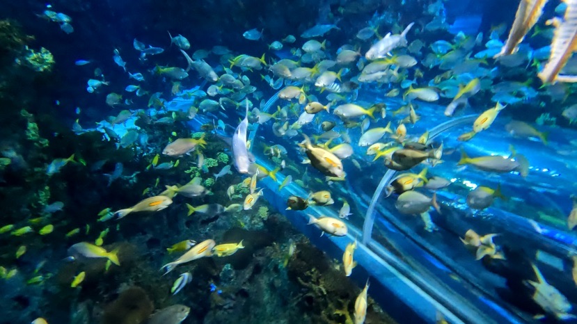 国庆假期好去向，上海陆地水族馆群游鱼科普铺带你畅游海底