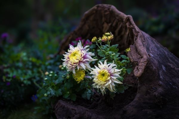 上海菊花铺10月26日揭幕，台风倒伏树木“变废为宝”