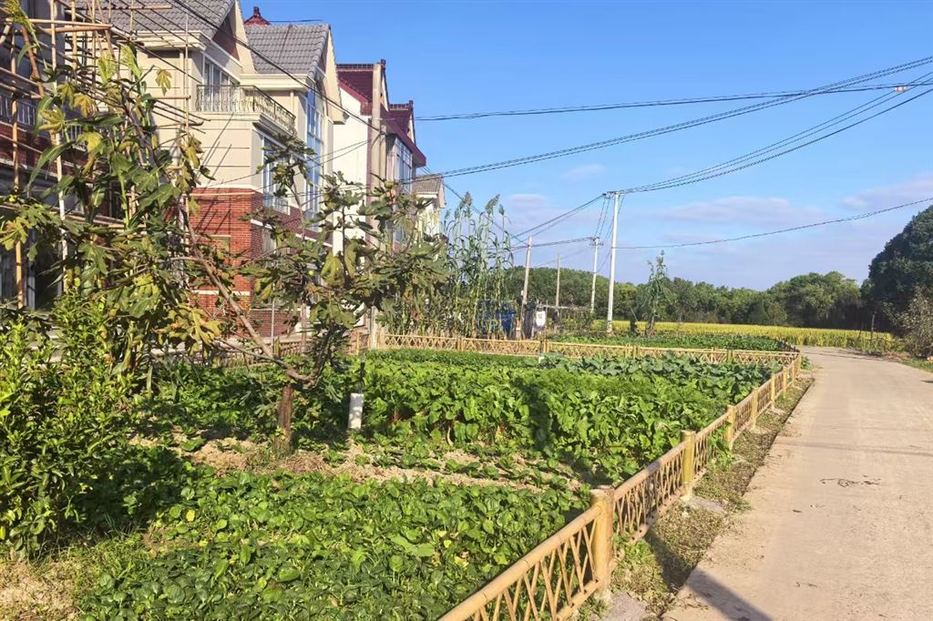 金山张堰：扮靓标致天井，绘就标致墟落新“院景”