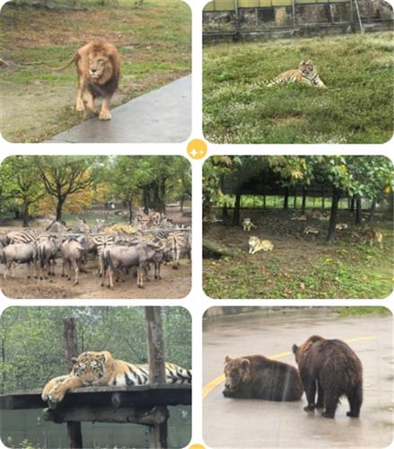 WDCM上传图片 WDCM上传图片