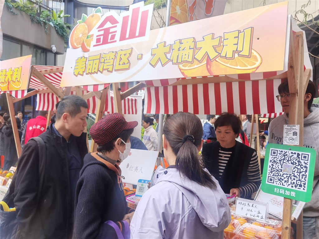 金山柑桔节揭幕！本年金山当地“红丽人”莳植面积超1200亩