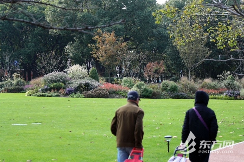 树叶红了！上海晴寒进级，最好赏秋季错过又要等一年