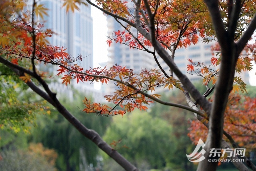 树叶红了！上海晴寒进级，最好赏秋季错过又要等一年