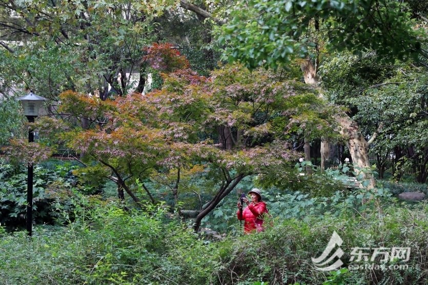 树叶红了！上海晴寒进级，最好赏秋季错过又要等一年