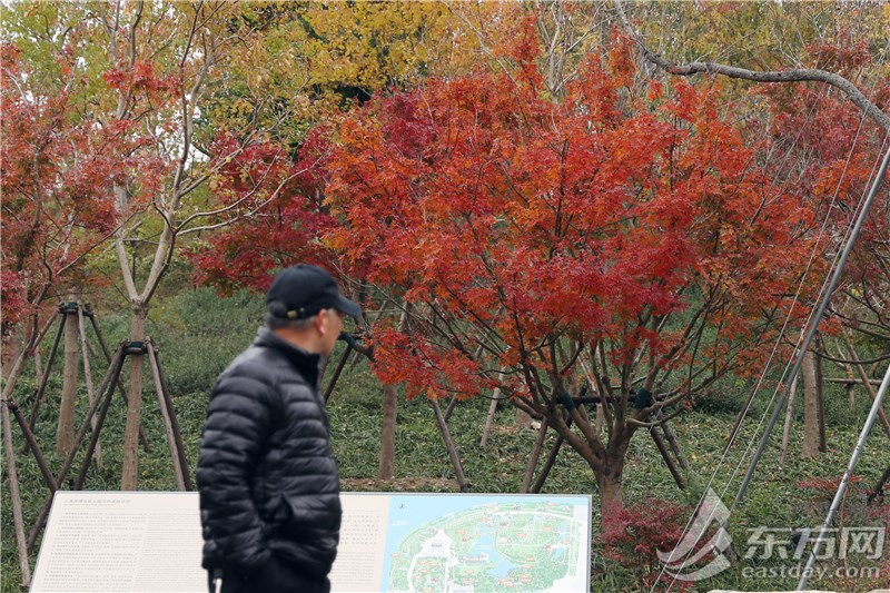 双子山的第一个秋日有多美！层林绝染，调出一幅浓郁的暮秋画卷 | 组图