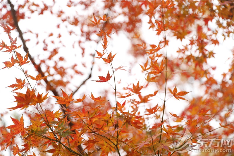 双子山的第一个秋日有多美！层林绝染，调出一幅浓郁的暮秋画卷 | 组图