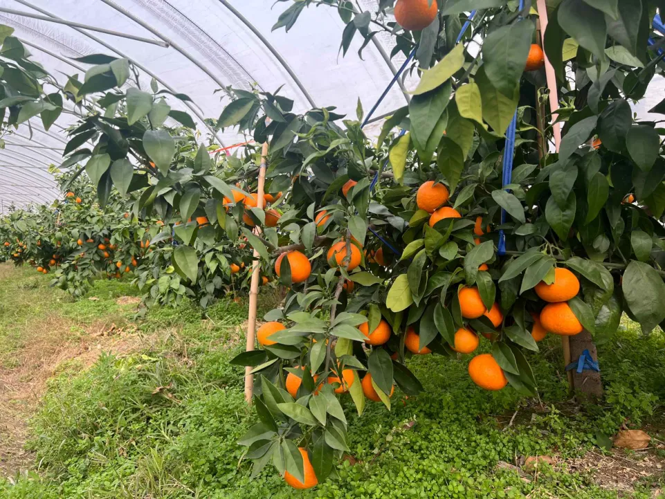 上海一周区情：下层平易近生名目彰显都会温度 气节鲜果好菜点亮乡家养活