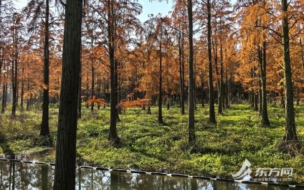 青西郊外公园水上丛林修葺后从新开放  周末日均旅客量近8000人次