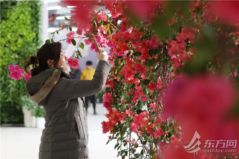 年宵花放置了吗？上海再添逛玩好去向：世博“新年花市”行将揭幕