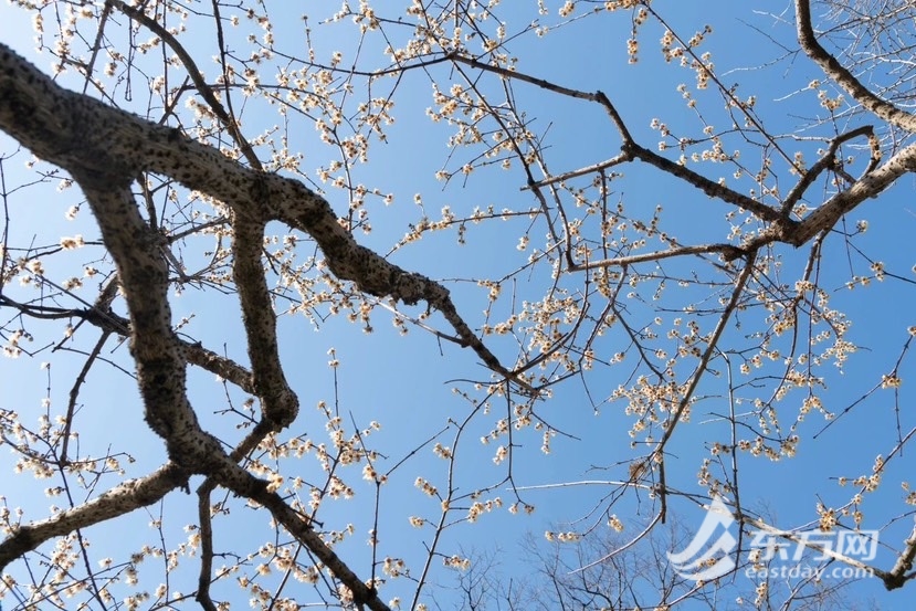 冬至蜡梅悄然绽开，上海北部市区或者有细雨夹雪