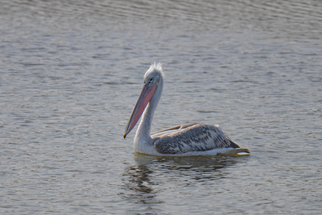 深入探讨鹈鹕队训练科技应用与比赛中的实时数据分析策略