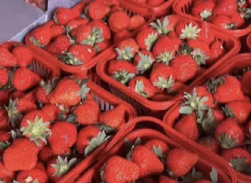 草莓季盛大开启!沪郊多处草莓采摘园等你来体验