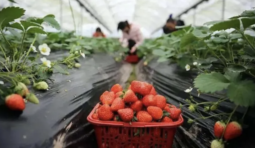 草莓季盛大开启!沪郊多处草莓采摘园等你来体验