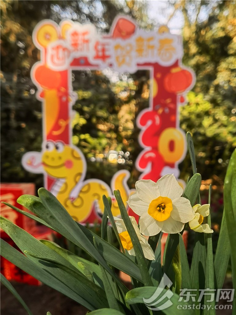 2025新春市平易近水仙花铺1月18日揭幕，一块儿先睹为快