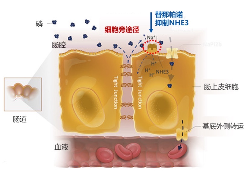 替那帕诺作用机制示意图